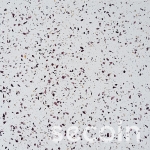 Terrazzo TP1-02M